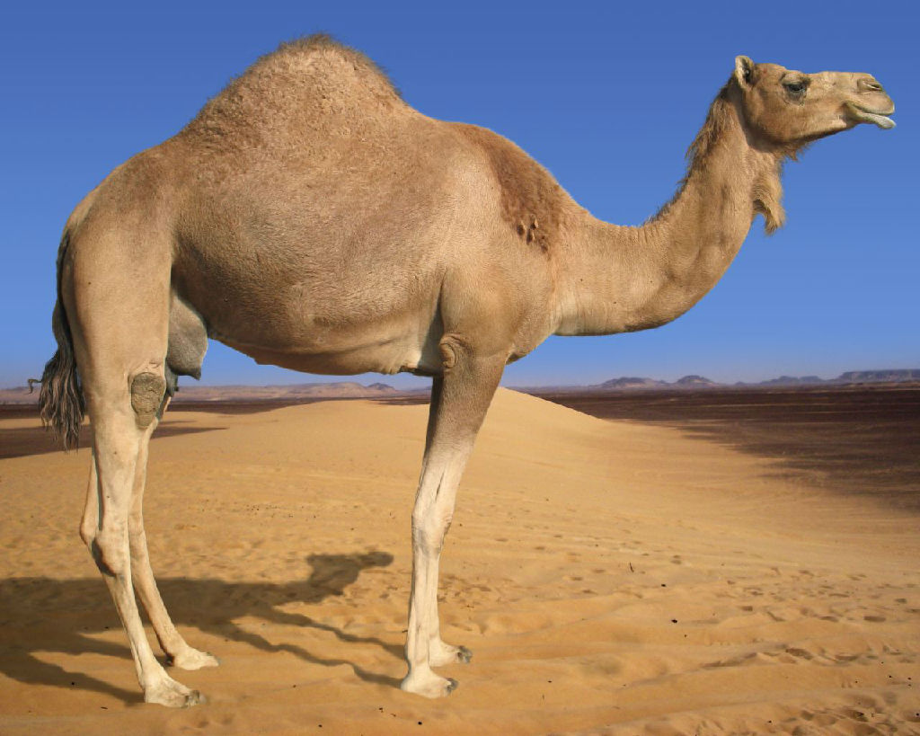 Desert Animals - Wixie Desert Animals - Wixie