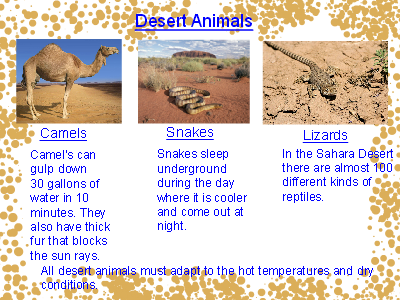 Desert Animals - Wixie
